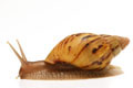 Lissachatina zanzibarica semiadult